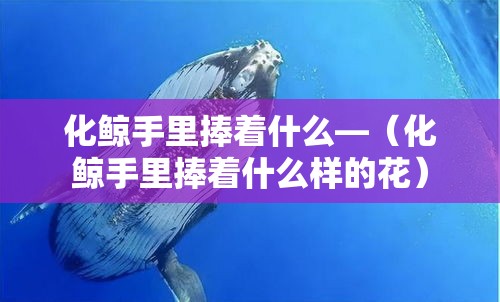 化鲸手里捧着什么—(化鲸手里捧着什么样的花) 化鲸手里捧着什么—(化鲸手里捧着什么样的花)